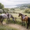 Un séjour de randonnée à cheval en Normandie : entre bocage, baies et villages de caractère