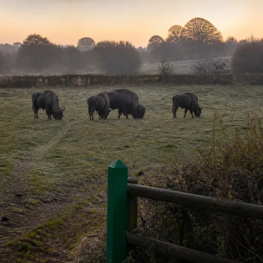 Muchedent : tarifs et conseils pour visiter le parc canadien aux bisons et loups en Normandie